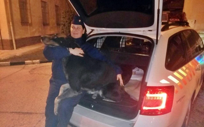 Rendőrségen jelentkezett az elkóborolt kutya